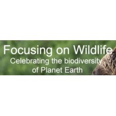 focusingonwildlife.com